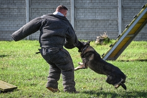 Policyjni przewodnicy z psami służbowymi podczas atestacji na terenie Oddziału Prewencji Policji w Rzeszowie.