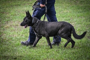 Policyjni przewodnicy z psami służbowymi podczas atestacji na terenie Oddziału Prewencji Policji w Rzeszowie.