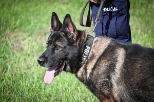 Policyjni przewodnicy z psami służbowymi podczas atestacji na terenie Oddziału Prewencji Policji w Rzeszowie.