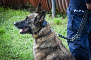 Policyjni przewodnicy z psami służbowymi podczas atestacji na terenie Oddziału Prewencji Policji w Rzeszowie.