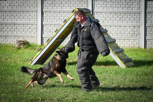 Policyjni przewodnicy z psami służbowymi podczas atestacji na terenie Oddziału Prewencji Policji w Rzeszowie.