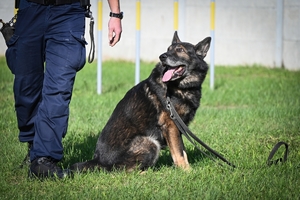 Policyjni przewodnicy z psami służbowymi podczas atestacji na terenie Oddziału Prewencji Policji w Rzeszowie.