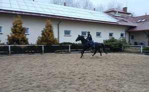 Policjant na koniu - szkolenie