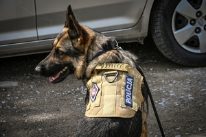 Policjanci i psy służbowe podczas wojewódzkich eliminacji do XXII Kynologicznych Mistrzostw Policji