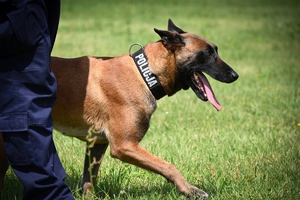 Policjanci i psy służbowe podczas wojewódzkich eliminacji do XXII Kynologicznych Mistrzostw Policji