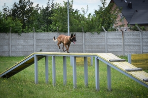 Policjanci i psy służbowe podczas wojewódzkich eliminacji do XXII Kynologicznych Mistrzostw Policji