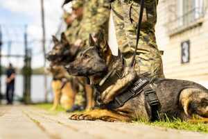 umundurowany policjant z psem służbowym