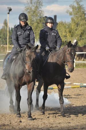 Egzamin policyjnych wierzchowców