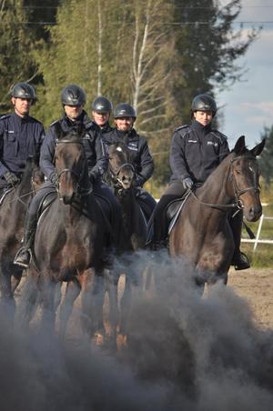 Egzamin policyjnych wierzchowców