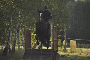 Egzamin policyjnych wierzchowców