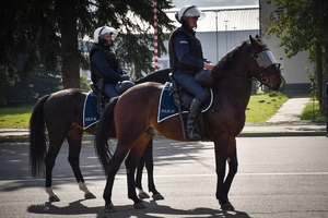 Policyjni jeźdźcy na koniach podczas przygotowań do atestacji na placu Oddziału Prewencji Policji w Rzeszowie