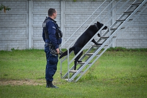 Policyjne psy podczas atestacji