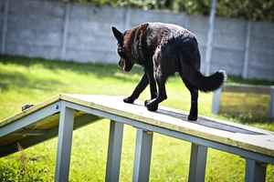 Policyjne psy podczas atestacji