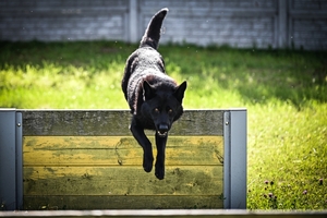 Policyjne psy podczas atestacji