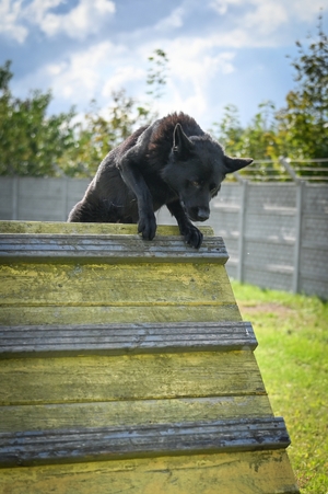 Policyjne psy podczas atestacji