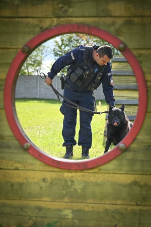 Policyjne psy podczas atestacji