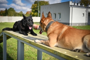 Policyjne psy podczas atestacji