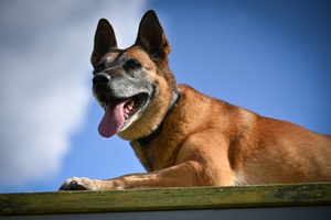 Policyjne psy podczas atestacji