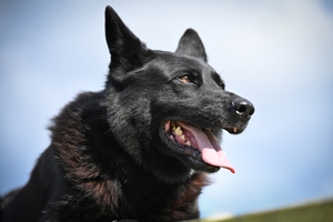 Policyjne psy podczas atestacji