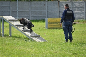 Policyjne psy podczas atestacji