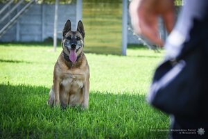 Czworonożni funkcjonariusze podkarpackiej Policji