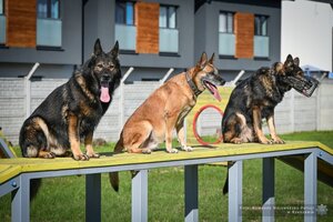 Czworonożni funkcjonariusze podkarpackiej Policji