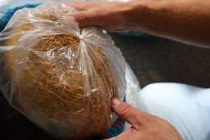 Na zdjęciu w foliowym worku krajanka tytoniowa.