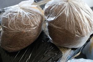 Na zdjęciu w foliowym worku krajanka tytoniowa.