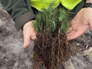 Na zdjęciu leśnik trzymający w rękach sadzonki drzewek.