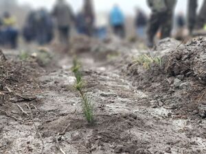 Na zdjęciu posadzone drzewka.