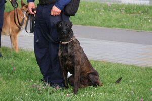 Na zdjęciu umundurowany policjant-przewodnik psa służbowego z psem.