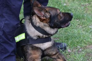 Na zdjęciu umundurowany policjant-przewodnik psa służbowego z psem.