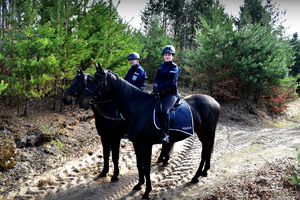Policjanci na koniach