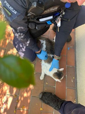 policjant trzyma kota