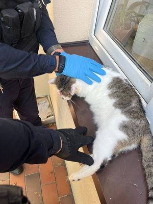 Policjant trzyma kota