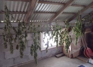 Susz roślinny rozwieszony na sznurkach na strychu