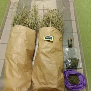 Zabezpieczony susz koloru zielonego oraz łodygi w papierowym opakowaniu