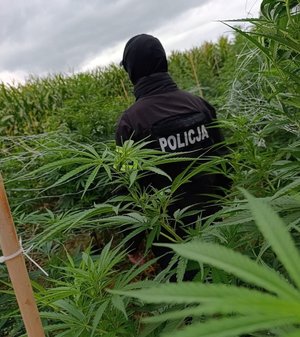 Policjant pomiędzy krzakami konopi indyjskich