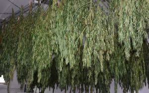 Krzewy konopi indyjskich w suszarni