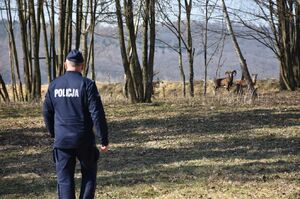 Policjant w trakcie poszukiwań w lesie