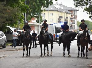 Policyjni jeźdźcy na koniach w trakcie zabezpieczenia meczu