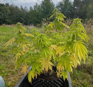 lescy kryminalni zlikwidowali uprawę konopi