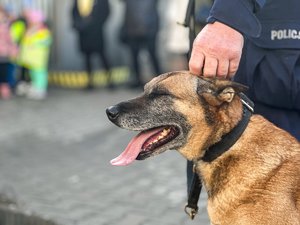 Zdjęcie przedstawia owczarka belgijskiego. Wykadrowane jest na pysk zwierzęcia. Pies na zdjęciu jest głaskany, ma zamknięte oczy.