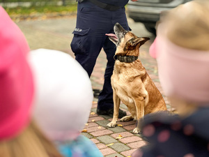 Na zdjęciu, na drugim planie widoczny jest owczarek belgijski, który siedzi przy noce opiekuna - przewodnika psa służbowego, policjanta. Na pierwszym planie widać zarysy osób, które są zamazane.