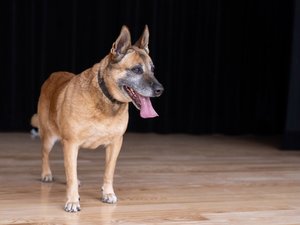 Zdjęcia przedstawiają przebieg spotkania w Bibliotece w Woli Zarczyckiej z dziećmi, podczas trwających ferii zimowych. Spotkanie przeprowadzone zostało przez Policjantów z Komendy Powiatowej Policji w Leżajsku. Na zdjęciach widoczny jest także owczarek belgijski Dżina, czyli pies służbowy, na co dzień pełniący służbę w leżajskiej jednostce.
