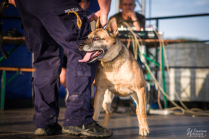 Zdjęcia przedstawiają przebieg służby Dżiny - czworonożnej policjantki.