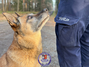 Zdjęcia przedstawiają przebieg służby Dżiny - czworonożnej policjantki.