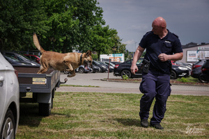Zdjęcia przedstawiają przebieg służby Dżiny - czworonożnej policjantki.