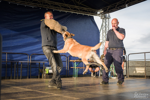 Zdjęcia przedstawiają przebieg służby Dżiny - czworonożnej policjantki.