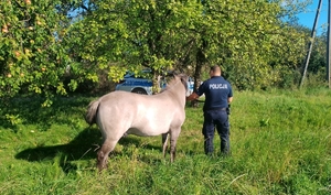 Na zdjęciu policjant w umundurowaniu służbowym prowadzi schwytanego konia. W tle oznakowany radiowóz policyjny.